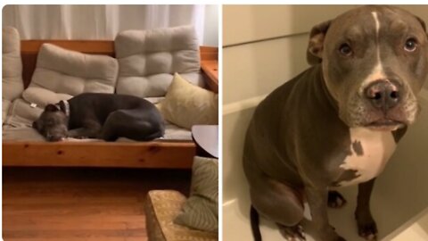 Obedient pit bull reluctantly gets in shower for bath time