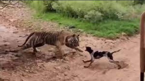 TIGER ATTACK ON DOG - Most Viral Tiger Attack