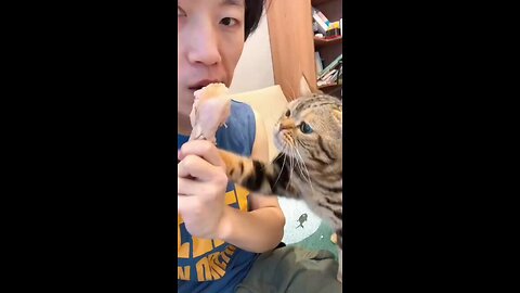 cat eating anything