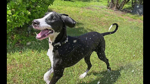 Joyful Puppy's First Ever Run Through The Sprinklers