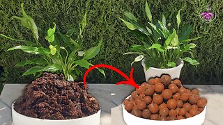 Transitioning Your Houseplant to LECA and Semi-Hydroponics: Step-by-Step Tutorial #ninjaorchids