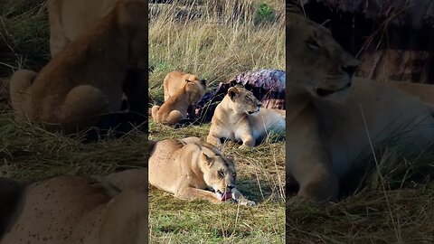 At The Dining Table #Wildlife | #ShortsAfrica | HolidaysWithShorts