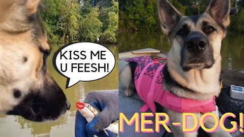 Shepsky Gos On A Boat Ride : Husky and German Shepherd Mix