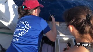 Sea turtles released into the Gulf