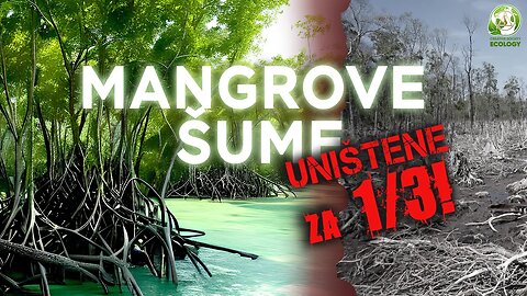 Mangrove šume. Jedinstveni ekosistem planete je ugrožen