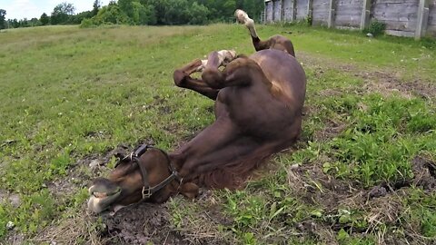 Horses Roll With Joy In Pasture On A Beautiful Sunny Day