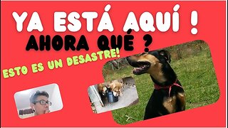 Preparativos para la llegada de tu perro! Organízate evita un caos...!