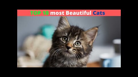 Top 10 beautiful cats in world