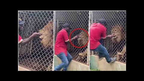 Top 10 Wild Animals Encounters On Humans That No One Saw Coming