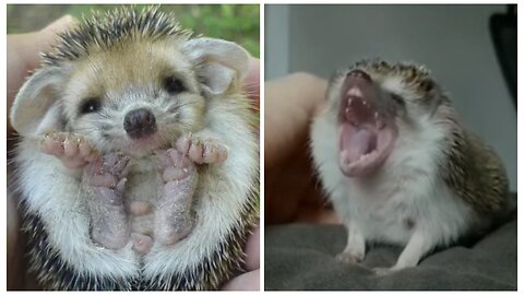 The cutest and funniest hedgehogs