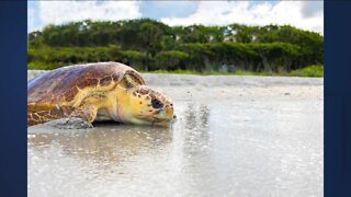 Two Loggerhead Turtles released back into the ocean after rehabilitation