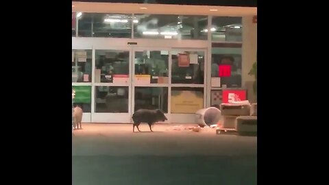 A cop tried to bust these javelina in the middle of a trash heist at the