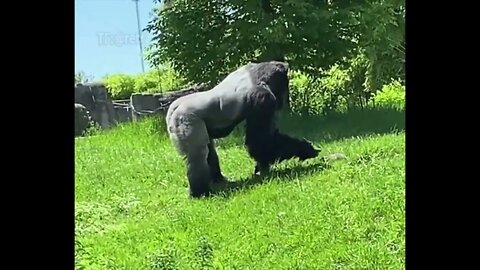 A gorilla strokes a groundhog at the Detroit Zoo