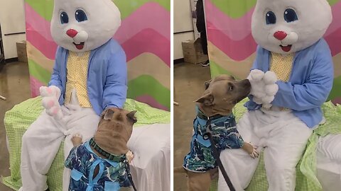 Sweet Doggy Ecstatic To Meet The Easter Bunny