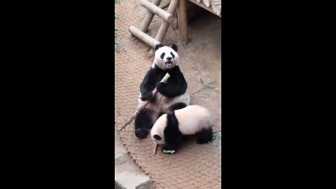 Cute Pandas 🐼