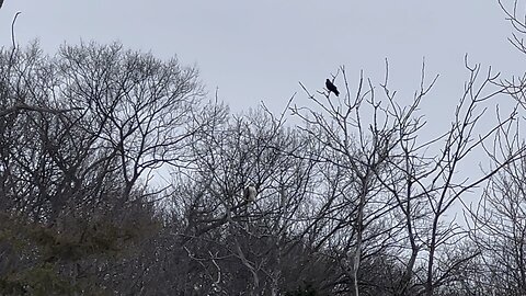 Raven VS Hawk stalemate