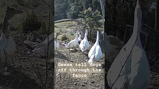 Upset Geese. Farm surveillance