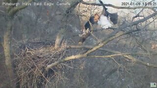 Hays Eagles Dad knocks intruder of nest off its perch 2021 01 09 1:26:29pm