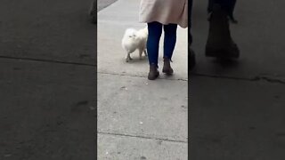 Cute dog out for a walk without a leash