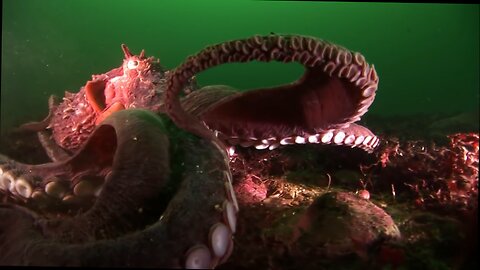 Squids & Octopuses - Mysterious Hunters of the Deep Sea-documentary
