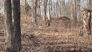 Whitetail Deer in Kentucky Woods
