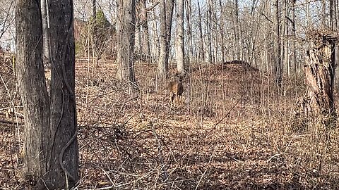 Whitetail Deer in Kentucky Woods