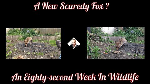 An Eighty-second (B) Week In Wildlife - A New Scaredy Fox ?