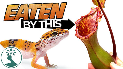 My Plant Ate Two Lizards! Here Is What Happed after 2 months | Crazy Natural World!