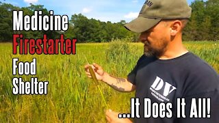 Foraging for Vitamin C in Cattails | Food, Medicine, Shelter and More