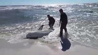 Brave Fishermen Join Forces To Rescue Beached Dusky Shark