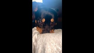 Just a Rottweiler who loves to chew #viral #trending #Rottweiler