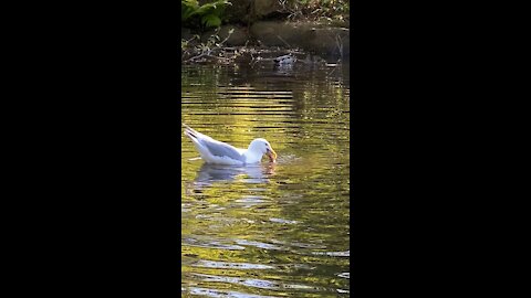 Seagull caught eating fish