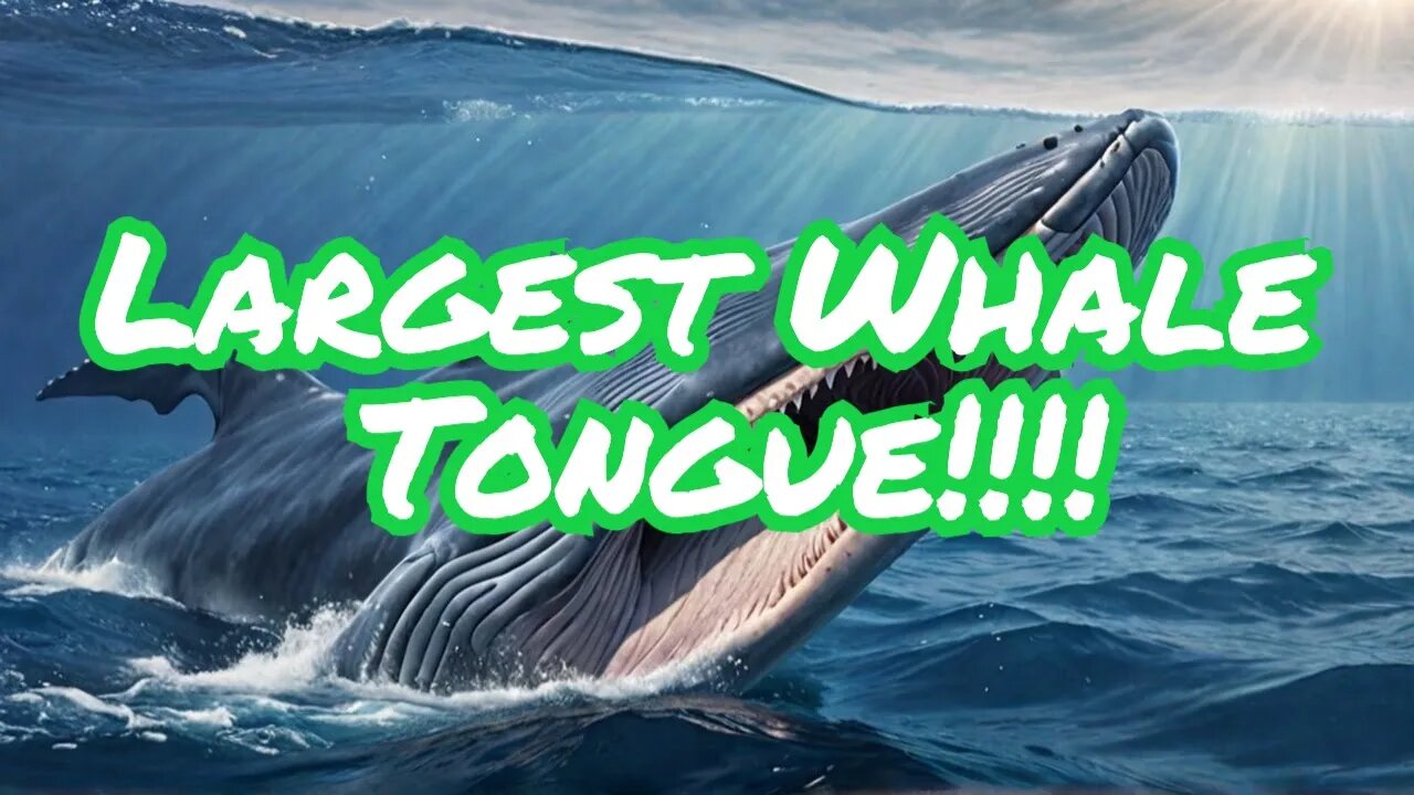 The Massive Blue Whale Tongue, Impressive!