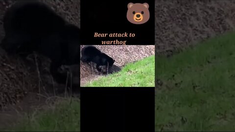 Bear attacks to pigeon pig 🐖#shorts #youtubeshorts #shortvideo