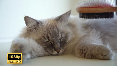 Purring Cat Serenity: Your Ticket to Ultimate Relaxation