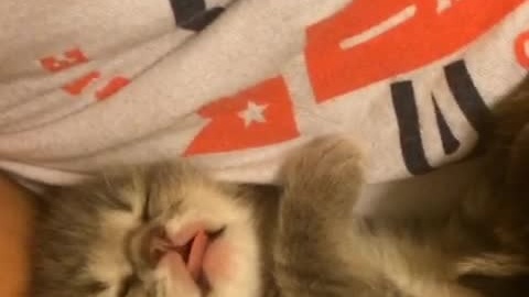 Kitten hiccups mid-sleep, cutest moment ever