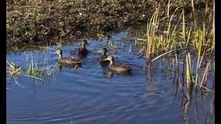 Wild ducks swimming in the creek