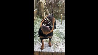 ROTTWEILER [4K] #Viral #trending #Rottweiler