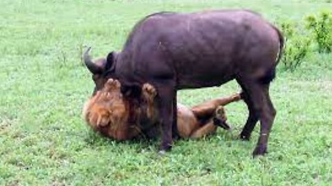 EXTREMELY RARE!!! Fearless Male Lion attacks Buffalo Herd, ALONE!!!