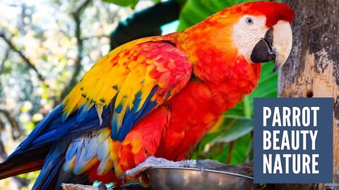 Parrot / cute parrot / beautiful birds #natureshortsvideo