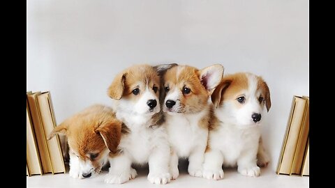 Cute 5 Dogs and Puppy Mood, Happy Ambient Music Ambience - Upbeat.