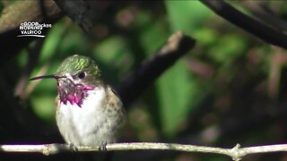 Hummingbird haven located in Valrico man’s backyard