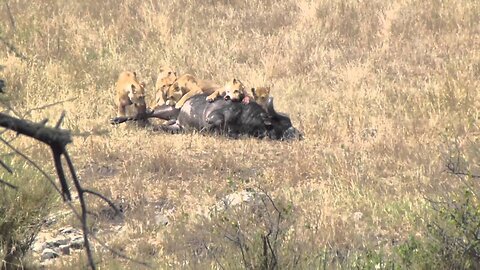 Six Lionesses Killing A Buffalo In The Serengeti (not for sensitive viewers) [HD]