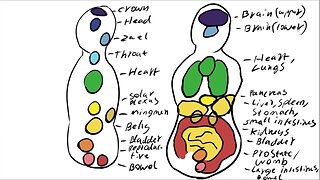 2.1 - Energy centers and organs