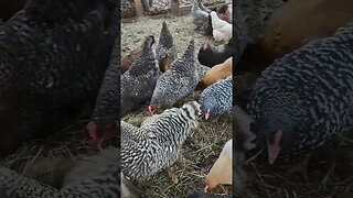 Chickens snacking on poultry block. #chickens #snacks