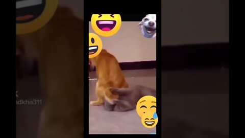 Dog funny fart 🤣 @Doggy Doggy Cartoons @SnoopDoggTV@chootonz TV - Funny Cartoons for kids