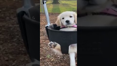 Cute Golden Retriever Puppies Chilling Out - shorts🥰️🥰️