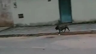 Adotante Soltou o Boris na Rua...