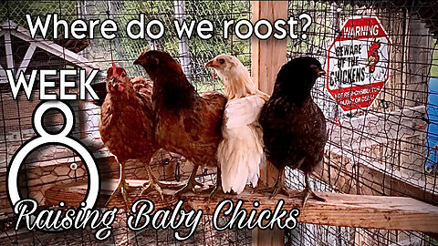 Where Do We Roost? - Week 8 of Raising Baby Chicks