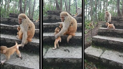 Mother Monkey Loves Baby monkey